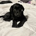 Cute black lab -3