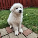 Great pyrenees puppy + crate, supplies and training with pro-5