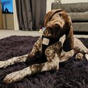 Beautiful German Short-haired Pointer puppy for sale -5