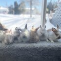 Bunnies to good homes -0