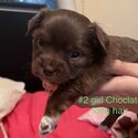 Brindle Chihuahua, chocolate girl long -0