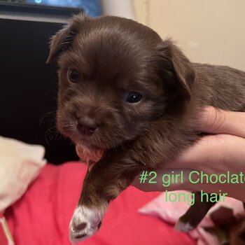 Brindle Chihuahua, chocolate girl long 