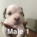 American bully puppies -0