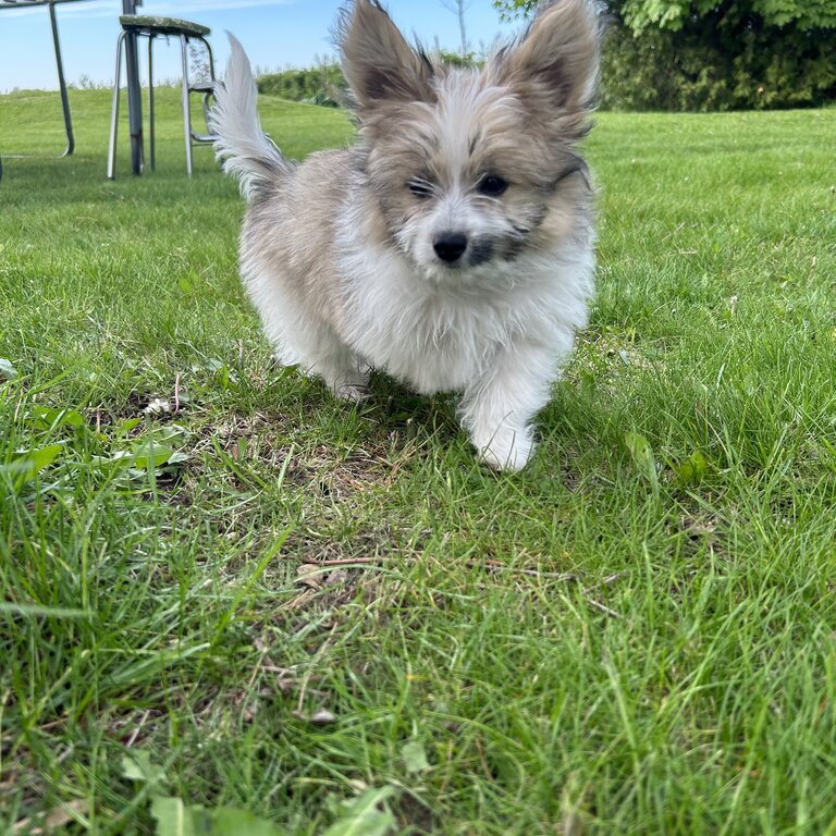 Cutest Puppy! Papillon crossed with Pomeranian /Shih-tzu