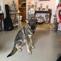 ONTARIO LOCATED GERMAN SHEPHERD -1