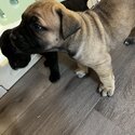 Italian cane corso puppies (purebred)-1