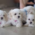 Registered Purebred Maltese Puppies Available for loving and caring homes -1