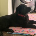 Black Labrador looking for a forever loving home-0