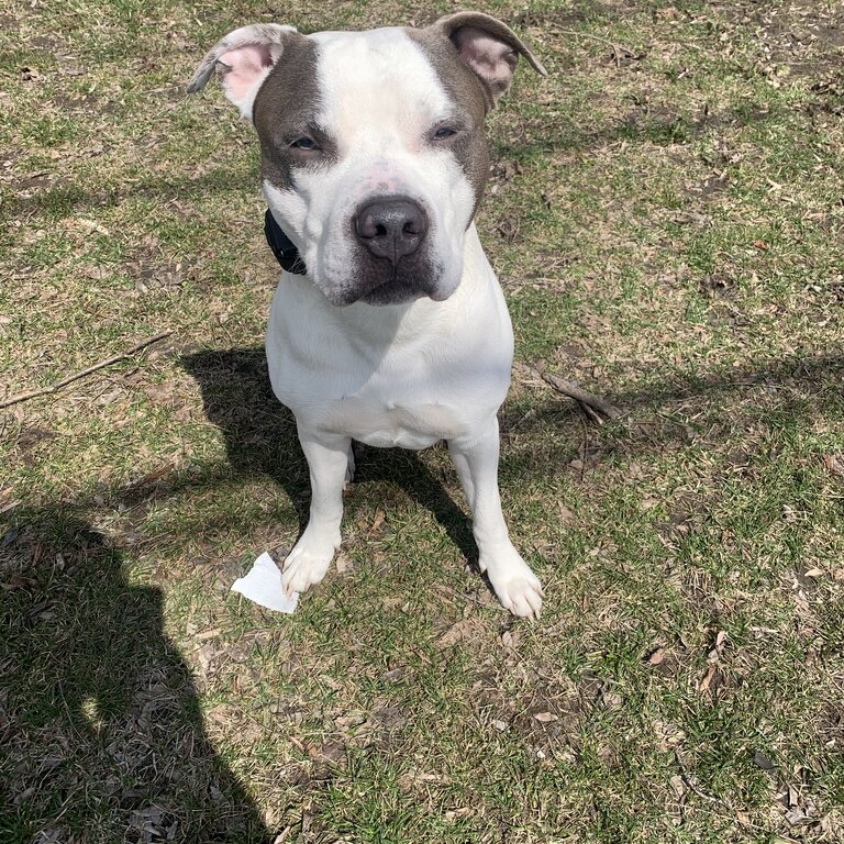 2yr old Super Handsome, Loving, People Friendly American Bully for Sale✨😍🥰