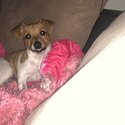 Foxy x Jack Russell puppy-2