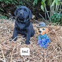 Labrador puppies-1