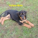 Purebred Rottweiler Puppies-3