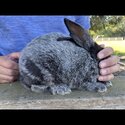 Pedigreed Rabbits for Sale-1