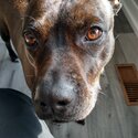 Mixed Pitt/Boxer-1