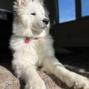 Beautiful white fluffy 12 months female Samoyed.-0