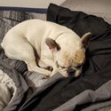 French Bulldog-1