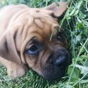 Mastiff Puppies-1