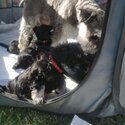 Mini schnauzers -4