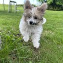 Cutest Puppy! Papillon crossed with Pomeranian /Shih-tzu-1