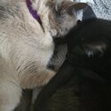 Bonded cats for rehoming-4