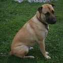 Keen German Shepherd x Shar-Pei, 24 months, vaxed/de-wormed/neutered/chipped-3