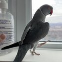 Grey Indian Ringneck Male for sale-5