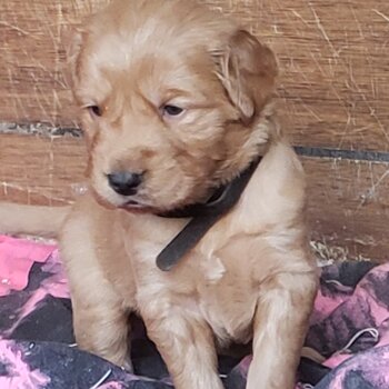 Golden retriever puppies. 