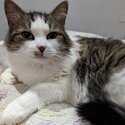 Cat needs a new home -0