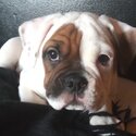 Beautiful English bulldog-4