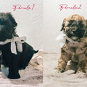 Poochon Shihtzu Cross Puppies-1