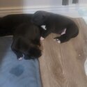 Pitbull &amp; Ridgeback mix puppies-4