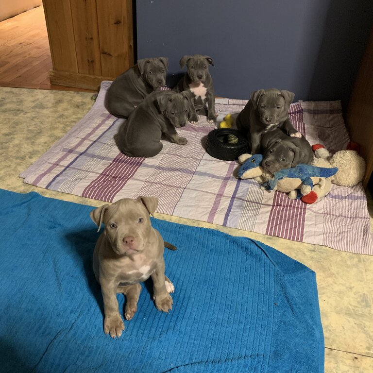 ABKC registered bully pups 