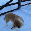 Great Pyrenees x rough collie -0