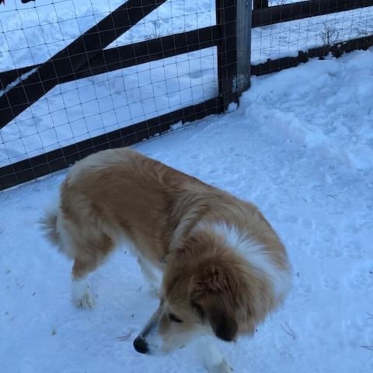 Great Pyrenees x rough collie 