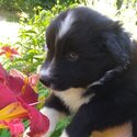 Purebred Border Collie Puppies Ready for adoption August 16-1