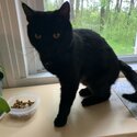 Black loving cat to good home. Will provide food, litter &amp; litter box-2