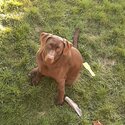 10 yearly old chocolate lab mix with dober -4