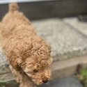 Apricot Purebred Miniature Poodle-2