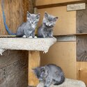 Maine coon kittens -0