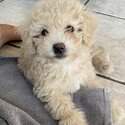 Toronto- Bichon Frise x Toy Poodle (Bichpoo) Trained Puppy Available-0