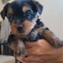 Yorkshire Terriers Puppies-1