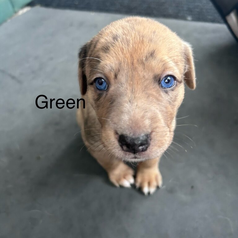  Catahoula Leopard Hound Puppies