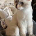 Siamese/Ragdoll-1