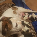 American bulldog puppies $2000-3