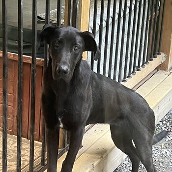 Great Dane X German shepherd mix dog 