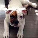 Beautiful English bulldog-3