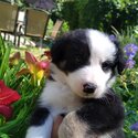 Purebred Border Collie Puppies Ready for adoption August 16-2