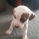 1 Male American Bulldog Pups-2