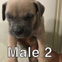 American bully puppies -1