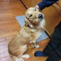 Purebred Golden Retriver looking for Forever Home-0